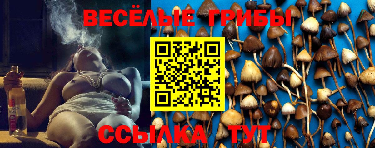 Ишимбай  Псилоцибиновые грибы Cubensis  Псилоцибиновые грибы Cubensis  Вход с VPN 